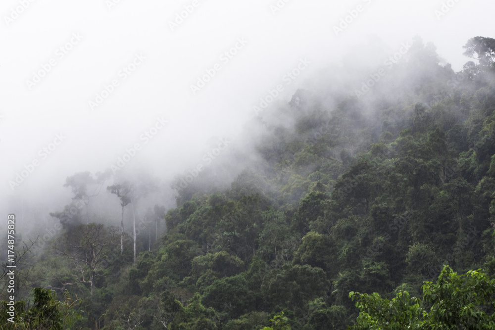 The jungle in the fog. Tropical vegetation on the mountainside.