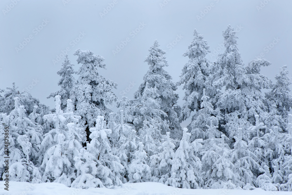 snow covered pine trees and mountain side on a foggy winter day. snow covered pine trees and mountain side on a foggy winter day.