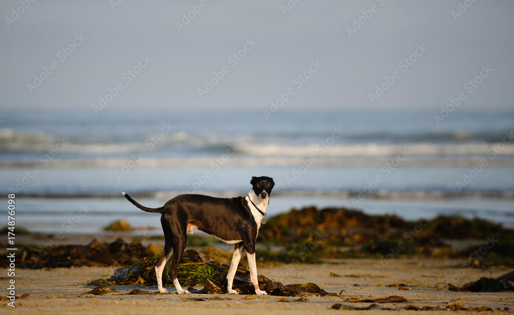 Italian Greyhound standing on ocean beach Italian Greyhound standing on ocean beach