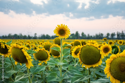 Fototapeta Naklejka Na Ścianę i Meble -  Stand out and be different concept photo. Sunflower head is above and stands out among all other sunflowers against the background of the evening sky and sunset