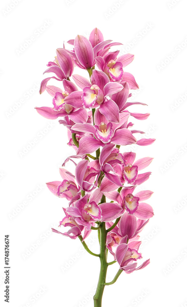 Beautiful orchid flowers on white background Beautiful orchid flowers on white background