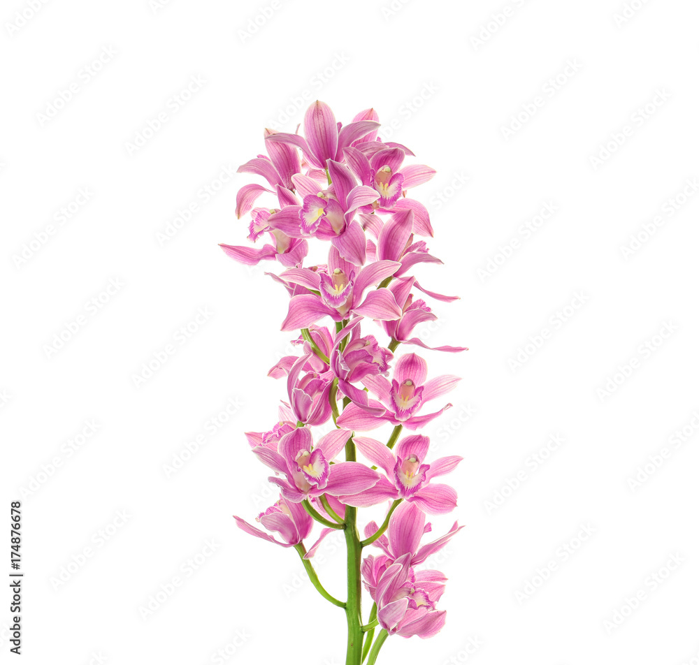 Beautiful orchid flowers on white background