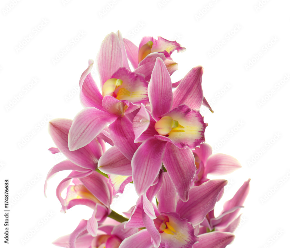 Beautiful orchid flowers on white background