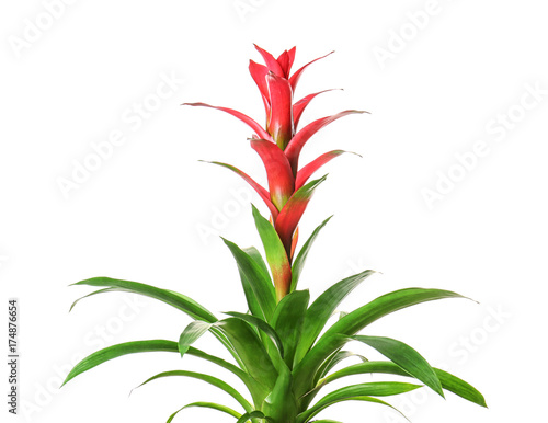 Red Guzmania flower on white background