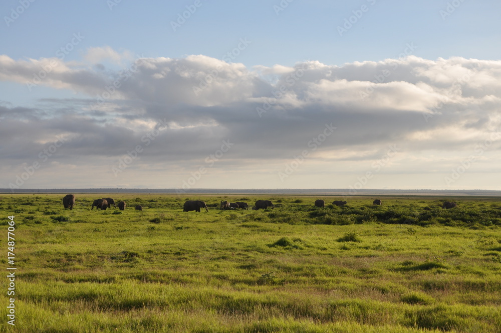 The African landscape. Kenya