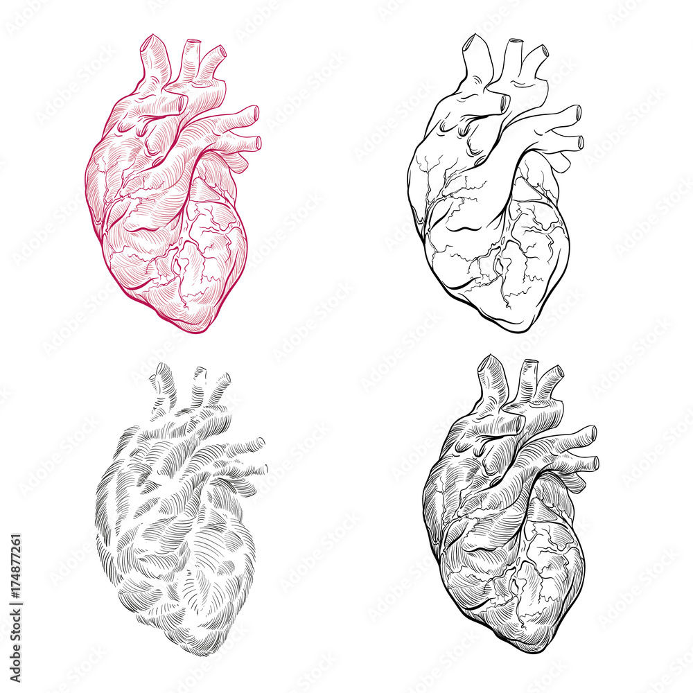 Human heart hand drawn isolated on a white backgrounds. Anatomical ...