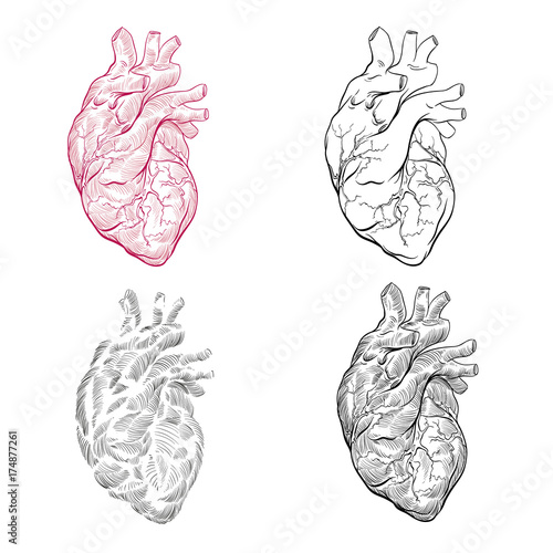 Human heart hand drawn isolated on a white backgrounds. Anatomical sketch. Vector illustration.