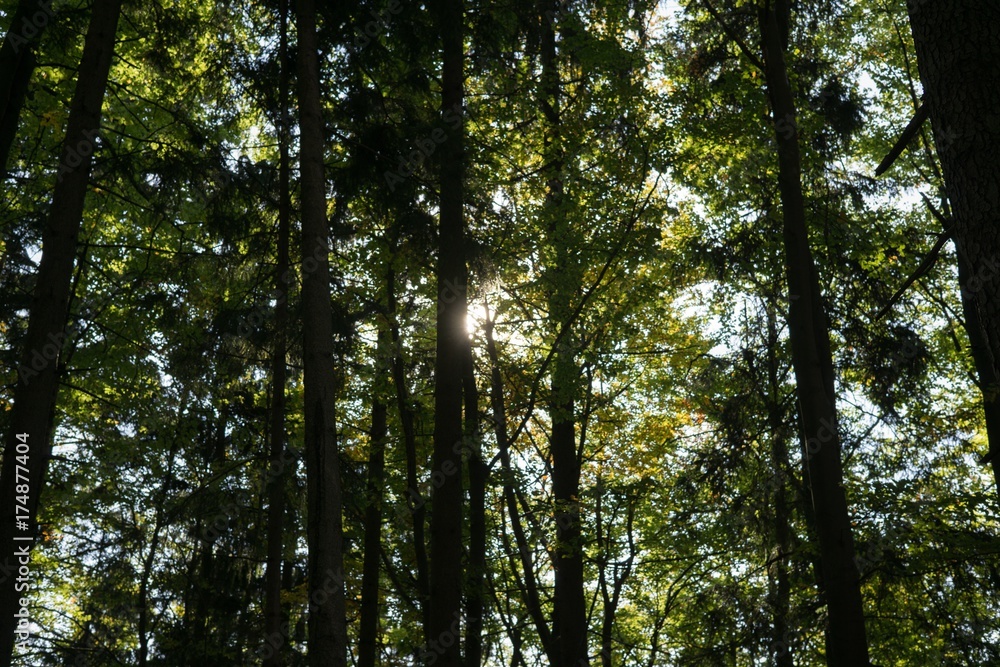 Sun behind trees. Slovakia Sun behind trees. Slovakia