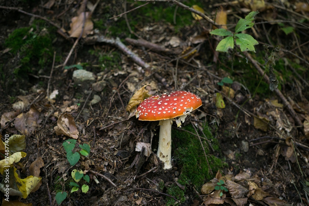 Toadstool mushroom in the forest. Slovakia Toadstool mushroom in the forest. Slovakia