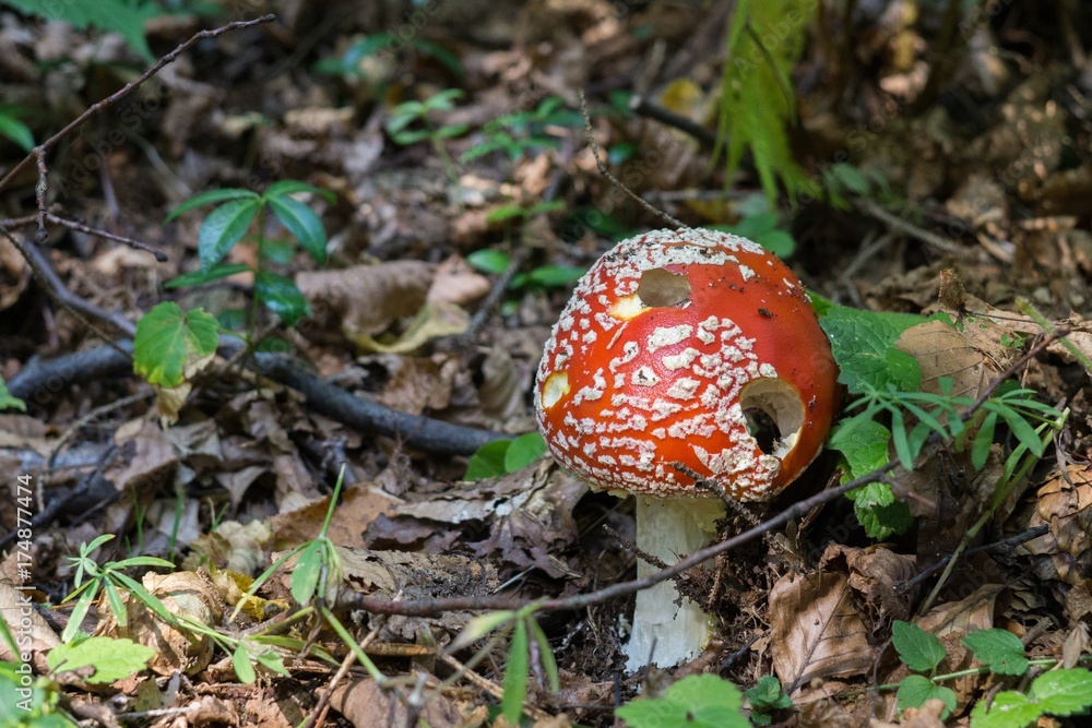 Toadstool mushroom in the forest. Slovakia Toadstool mushroom in the forest. Slovakia