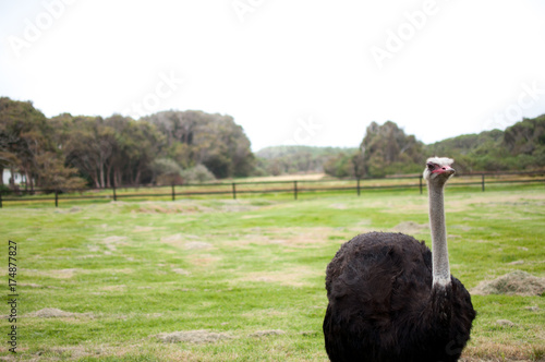 Ostrich in south africa farm looking at camera