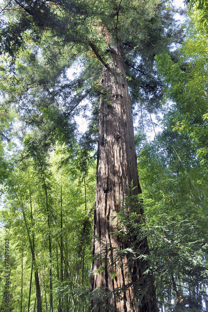 sequoia bordering the paths of the park of the bamboo plantation of Anduze sequoia bordering the paths of the park of the bamboo plantation of Anduze