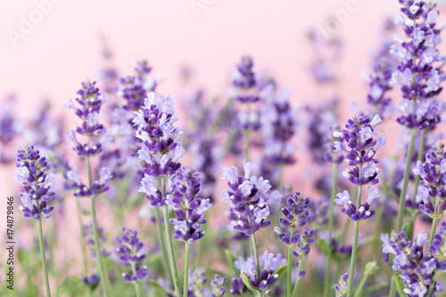 Lavender flowers.