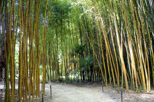 Bamboo forest in the Anduze bamboo plantation