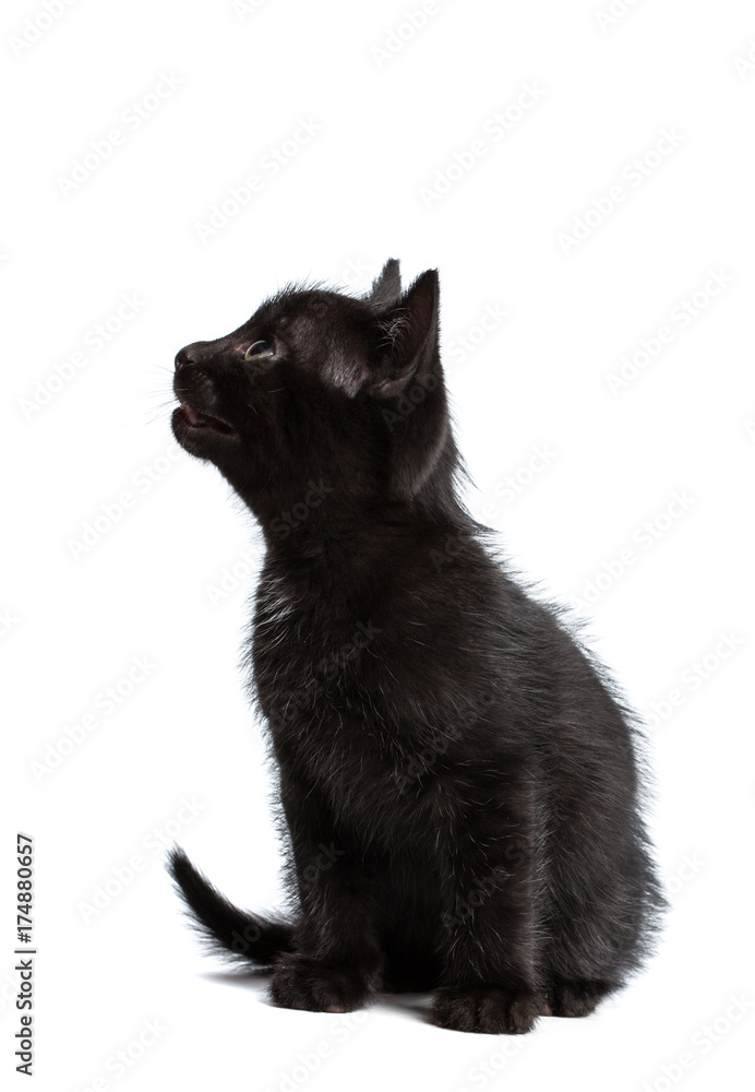 Black kitten sitting, looking away, 1 year old, isolated on white