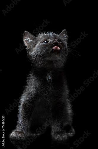 Black kitten on a black background, sitting and lifting his face up. Kitty looks up and licks lips
