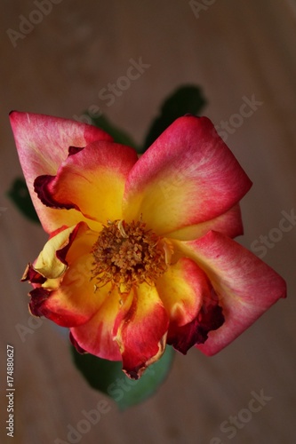 Picture of a beautiful rosy rose