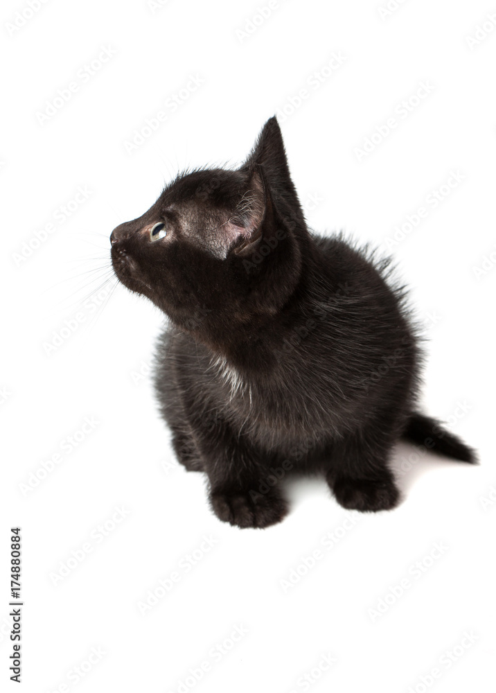 Black kitten sitting, looking away, 1 year old, isolated on white Black kitten sitting, looking away, 1 year old, isolated on white