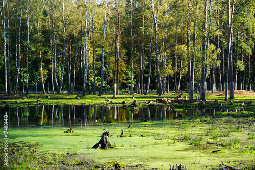 The deer in the protected forest reserve Belovezhskaya Pushcha, the UNESCO heritage