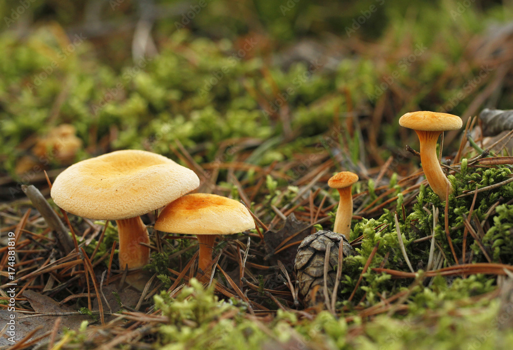 False chanterelle, Hygrophoropsis aurantiaca, often confused with true chanterelle. False chanterelle, Hygrophoropsis aurantiaca, often confused with true chanterelle.
