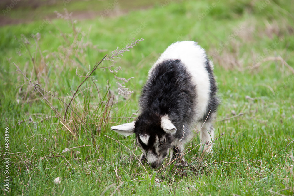 One little kid goat is grazing on the grass One little kid goat is grazing on the grass