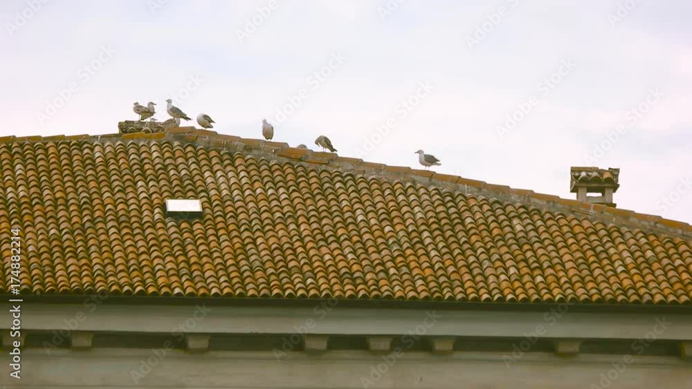 Seagulls on the roof. Building, birds and sky. The feathered guests. Seagulls on the roof. Building, birds and sky. The feathered guests.