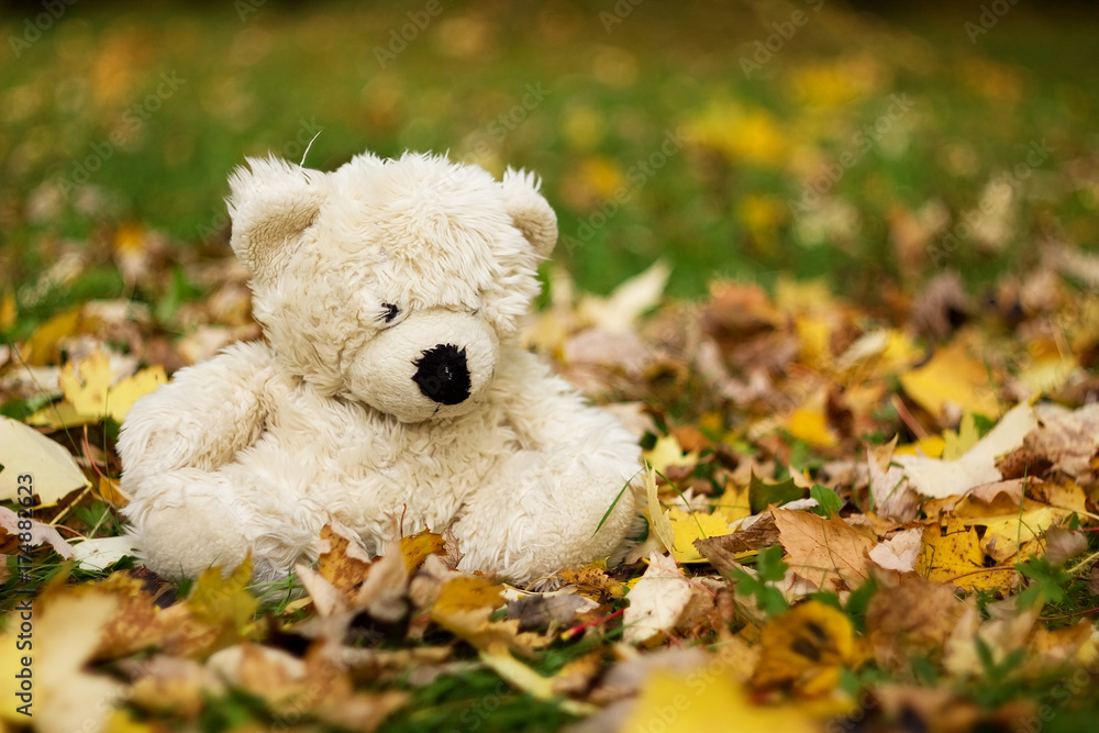 Teddy bear on autumn leaves. Teddy bear on autumn leaves.