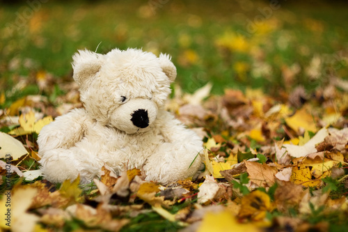 Teddy bear on autumn leaves.
