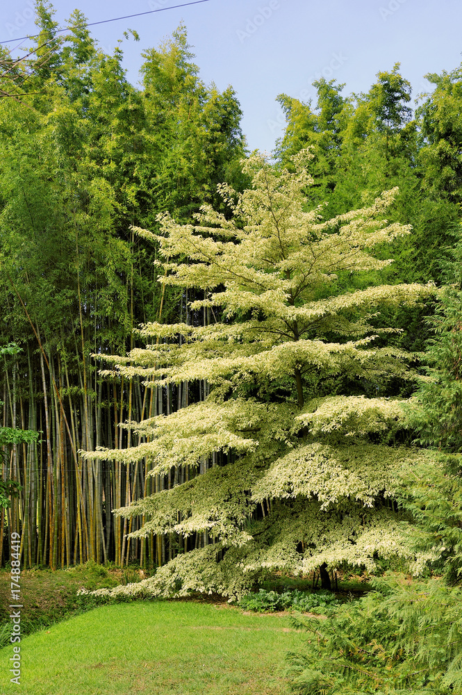 Fototapeta premium tree Cornus controversa in the park of the bamboo plantation of Anduze