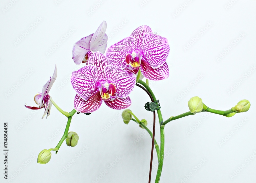 Fototapeta premium orchid
