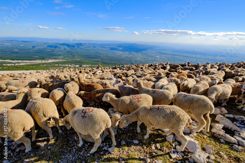 Troupeau de moutons au pâturage sau la montagne. 