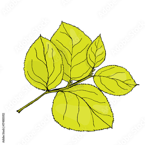 Colored hydrangea leaf. Vector illustration on white photo