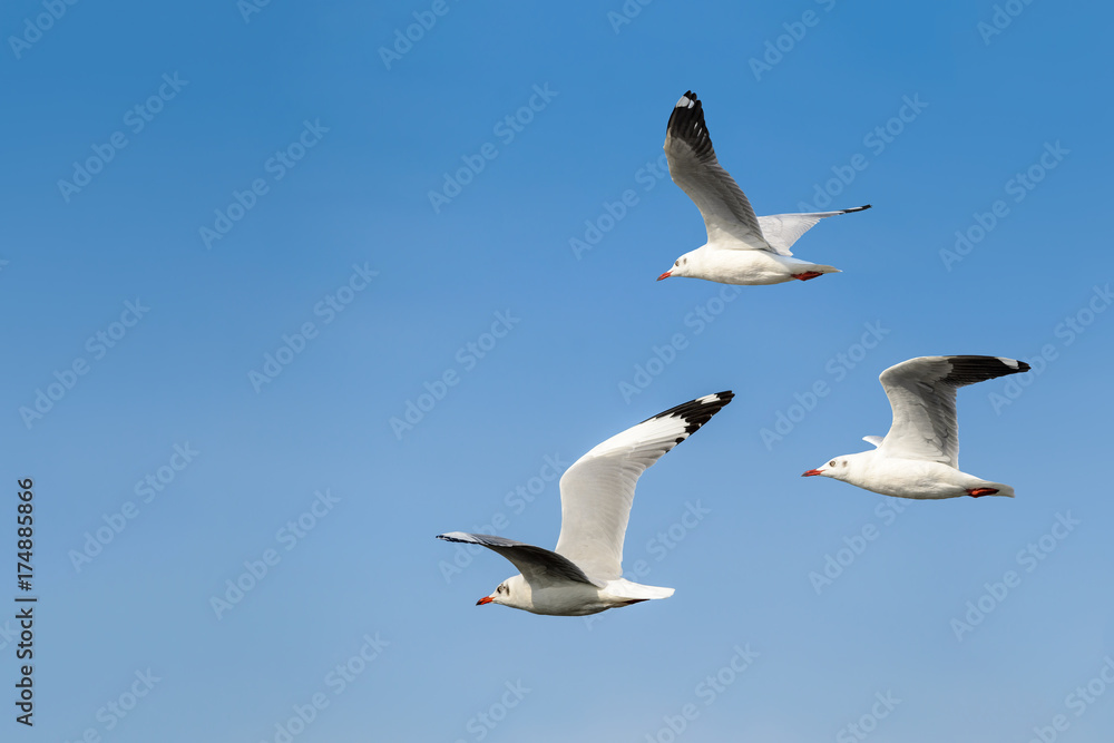 Obraz premium Brown-headed gull or Chroicocephalus brunnicephalus,group of beautiful bird flying in winter plumage with blue sky background, Thailand.
