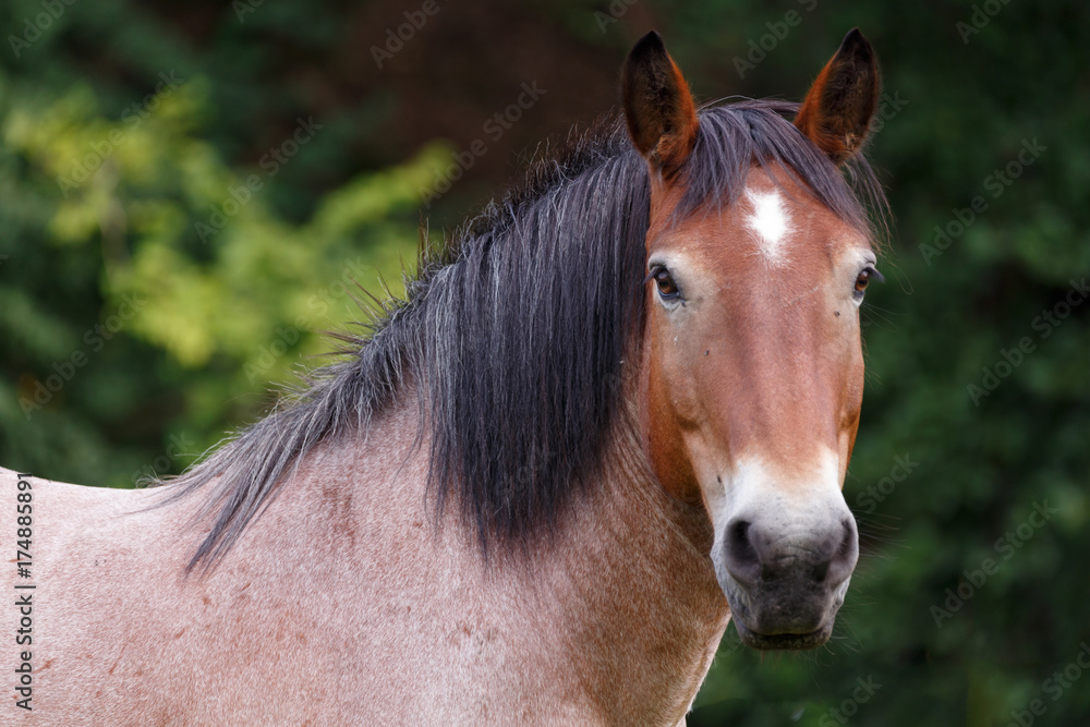 Obraz premium Muli spielt mit Araber