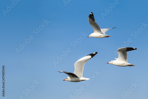 Brown-headed gull or Chroicocephalus brunnicephalus group of beautiful bird flying in winter plumage with blue sky background  Thailand.