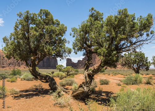 Monument Valley, old trees - Arizona, AZ, USA