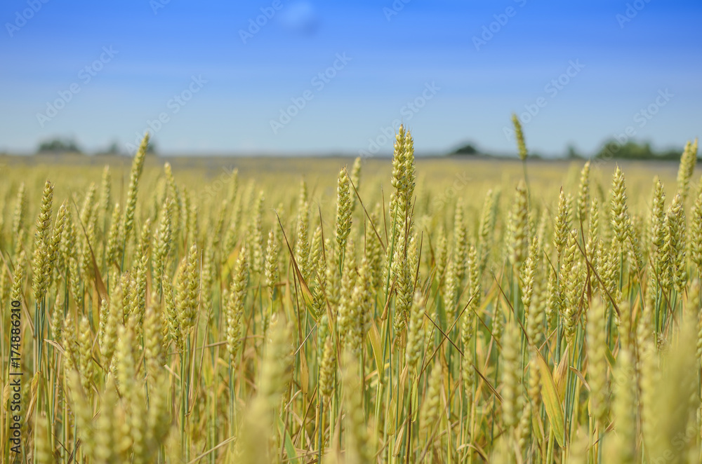 Fototapeta premium Rue field.