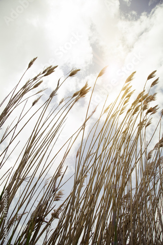 reeds, sky, cloud and sunlight. nature background