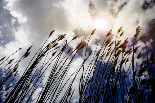 reeds, sky, cloud and sunlight. nature background 