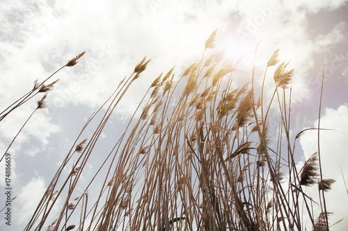 reeds, sky, cloud and sunlight. nature background 