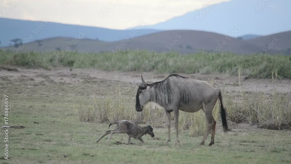 Wildebeest baby walks on his knees for the first time. Wildebeest baby walks on his knees for the first time.