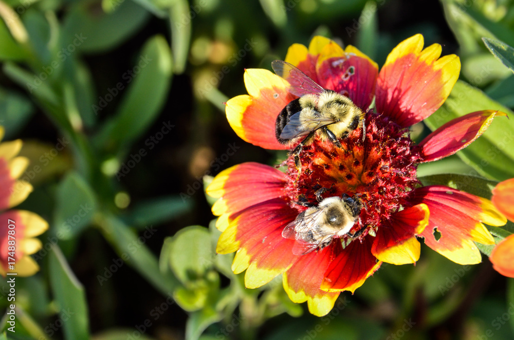Two bumblebees on multicolored Indian Goblin Blanket Flowers Two bumblebees on multicolored Indian Goblin Blanket Flowers