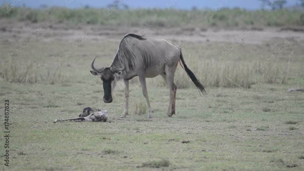 New born baby wildebeest falls over trying to stand. New born baby wildebeest falls over trying to stand.