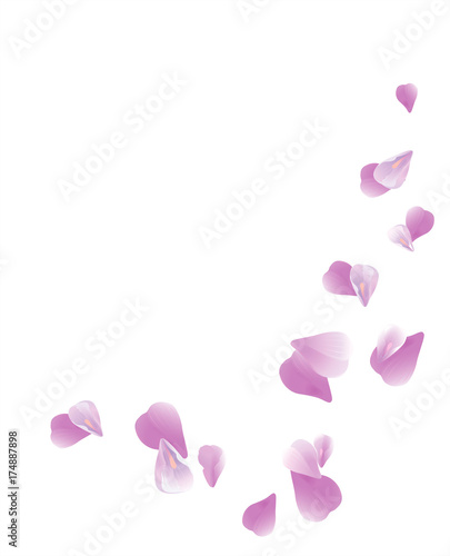Purple Violet flying petals isolated on White background. Sakura Roses petals. Vector