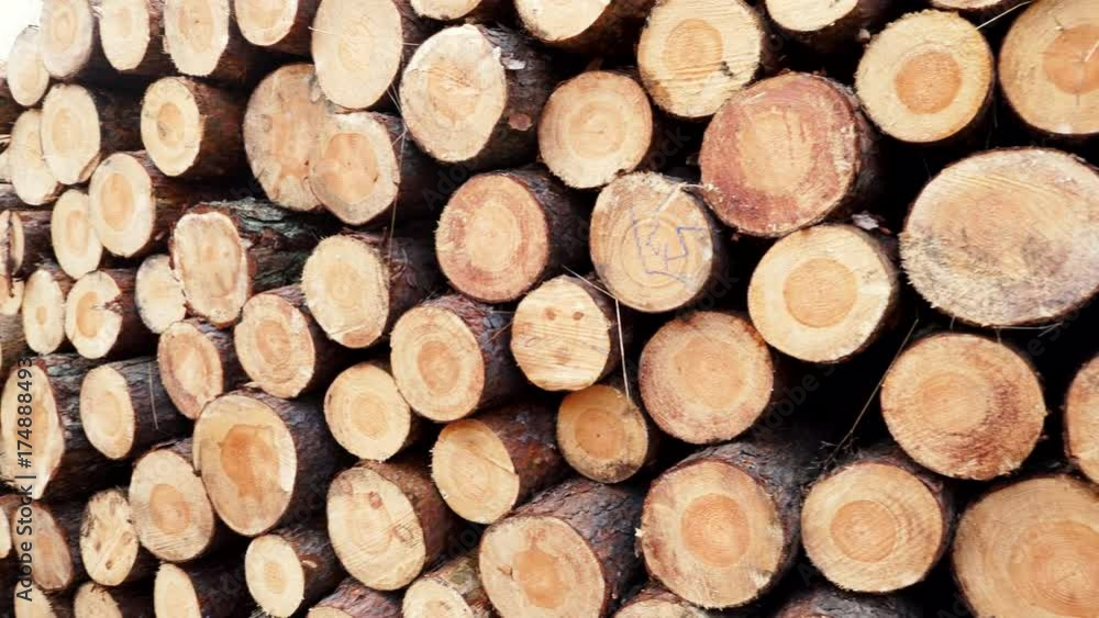 Timber logging in forest. Freshly cut tree wooden logs piled up. Wood storage for industry. 4K ProRes HQ codec Timber logging in forest. Freshly cut tree wooden logs piled up. Wood storage for industry. 4K ProRes HQ codec