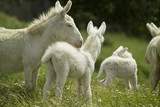 Asinelli bianchi dell'Asinara. (Equus asinus). Sardegna. Italia