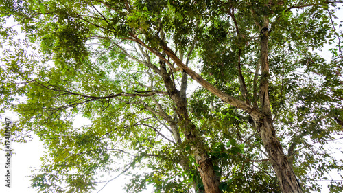 Canvas Print Rosewood tree in the forest