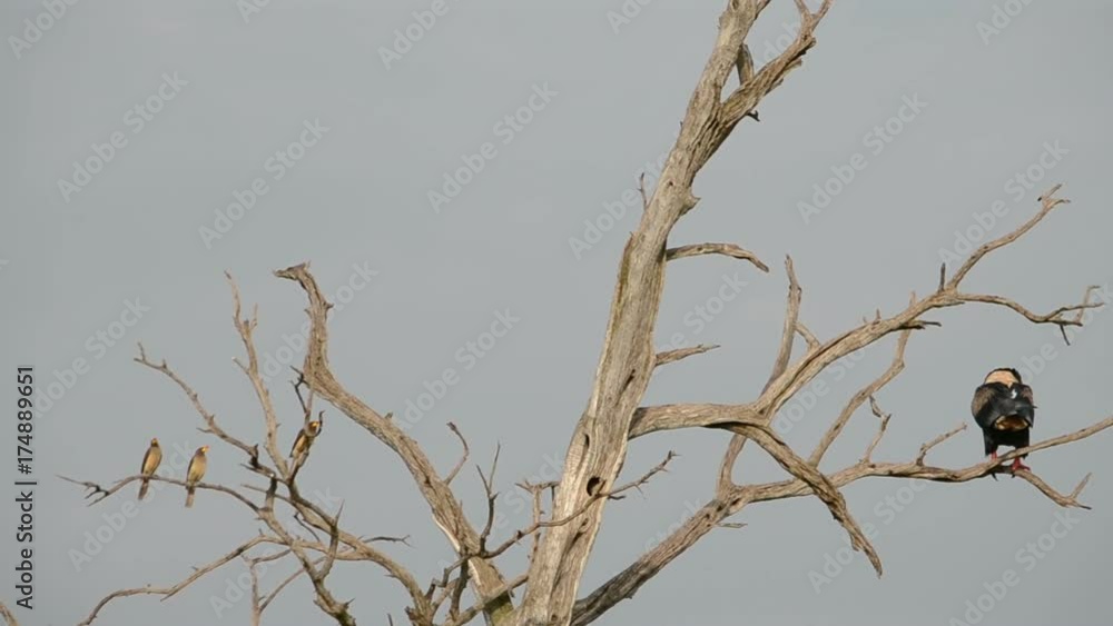 Red billed ox pecker tick birds watching over an eagle Red billed ox pecker tick birds watching over an eagle