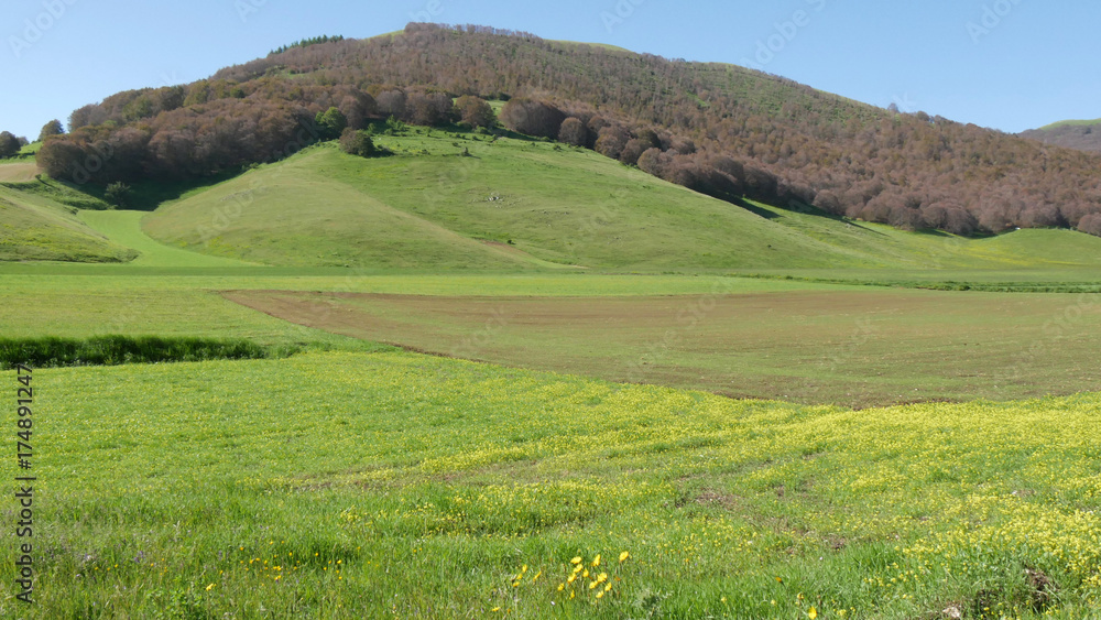Monti Sibillini fioritura delle lenticchie e dei cereali