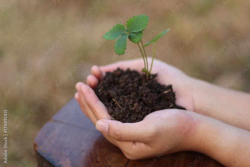 hands holding a tiny plant